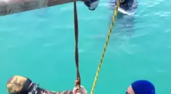 Serbest Dalış Türkiye Şampiyonası Başladı