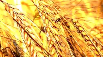 Cihanbeyli'de Buğday Ekili Alan Yandı