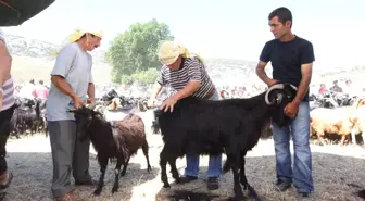 En Güzel Teke Seçildi