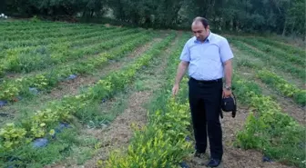 Gediz'de 'Tarla Günü'