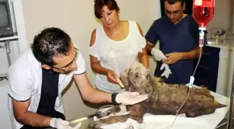 Ölümü Bekleyen Köpeğe Hayvanseverler Sahip Çıktı