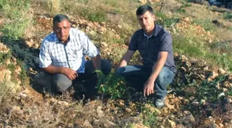 Bucak'ta 230 Dekar Sahaya 4 Bin 500 Ceviz Fidanı Dikildi