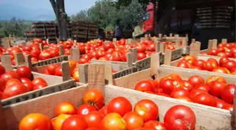 Domates Altın Çağını Yaşıyor