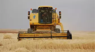 Gümüşhacıköy'de Hububat Hasat Dönemi Başladı