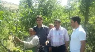 Menengiç Ağaçları Fıstık Ağacına Dönüştürüldü