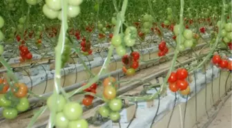 Yozgat'a Jeotermal Organize Sera Bölgesi Kurulacak