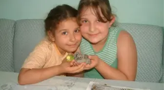 İki Kardeş Kumru Yavrusuna Sahip Çıktı