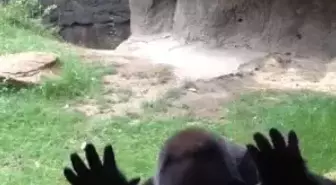 Tepesi Atan Gorilin İntikamı