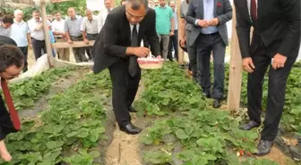 Ordu'da Çilek Yetiştiriciliği Tarla Günü