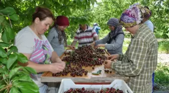 Uluborlu Kiraz Festivali Coşkuyla Kutlandı