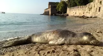 Akdeniz Fokuna Trabzonspor Desteği