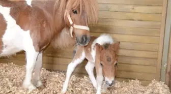 Atlı Spor Merkezinin Sevimli Üyesi