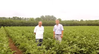 Çarşamba Ovası'nda Sebze Üreticisinin Yüzü Güldü