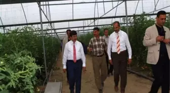 Bölgenin En Büyük Serası