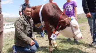 Buzağılara Yem, Sahiplerine Altın Verildi