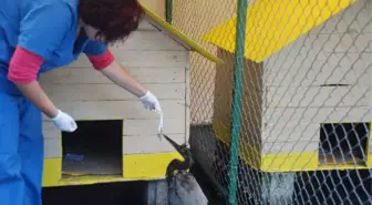 Ölmek Üzere Olan Yırtıcı Kuşu Tedavi Ettirdi