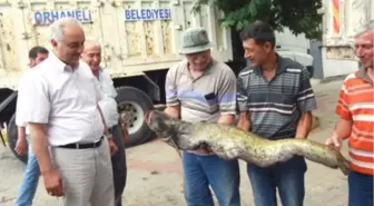 Orhaneli'de 20 Kilogramlık Yayın Balığı Yakalandı