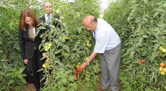 Vali, Kaymakam ile Domates Topladı