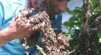 Ardahanlı Arıcının Büyük Cesareti