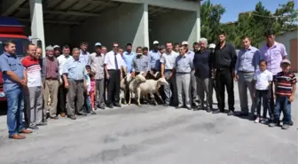 Kütahya'da Damızlık Koç Dağıtımı