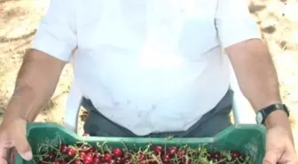 Çubuk'ta Vişne Hasadı Başladı