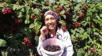 İlk Böğürtlen Hasadı Silifke'de Yapıldı
