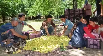 Kayısı Bahçelerinde Okul Harçlıklarını Çıkarıyorlar