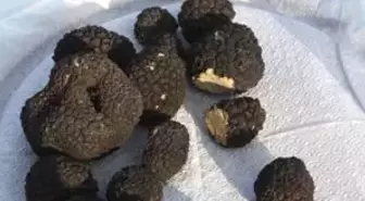 Ormanların Bilinmeyen Zenginliği: Trüf Mantarı