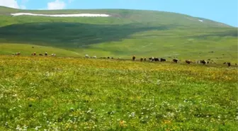 Posof Ta Eski Gelenekler Canlandırılıyor