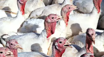 2 Bin Hindi Civcivini Çalıp Kayıplara Karıştılar