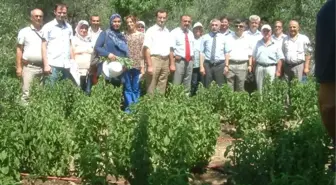 Burhaniye'de Stevia İçin Tarla Günü Düzenlendi