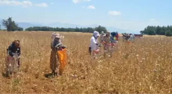 'Afyon' Hasadı Başladı