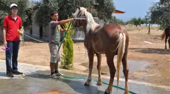 Başkan Alıcık'tan At Çiftliğine Ziyaret