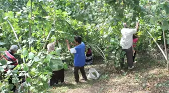 Fındık Üreticilerine Hasat Uyarısı
