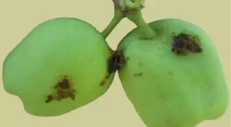 Karaman'da Elma Üreticileri, İç Kurdu Zararlısına Karşı Uyarıldı