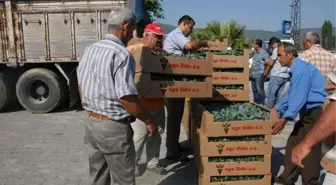 Kışlık Sebze Fideleri Dağıtıldı
