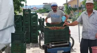 Pazarlar'da Vişne Sezonu Başladı