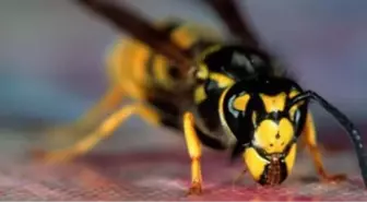 Arı Sokması Orucu Bozar mı?