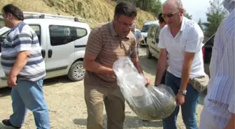 Boyabat'ta Göletlere 60 Bin Sazan Yavrusu Bırakıldı