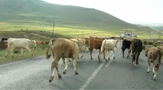 Karayollarında Büyükbaş Hayvan Sürüsü Tehlikesi