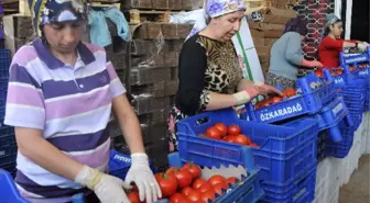 Aydın'da Domates Bereketi