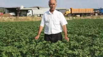 Gedaş Elektriği Kesince 3 Bin Dekar Arazi Susuz Kaldı