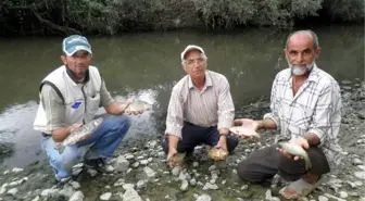 Kocasu'da Balık Ölümleri Devam Ediyor