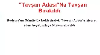 'Tavşan Adası'Na Tavşan Bırakıldı