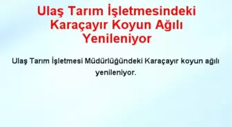 Ulaş Tarım İşletmesindeki Karaçayır Koyun Ağılı Yenileniyor