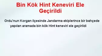 Bin Kök Hint Keneviri Ele Geçirildi