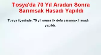 Tosya'da 70 Yıl Aradan Sonra Sarımsak Hasadı Yapıldı