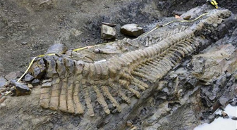 Meksika'da 72 Milyon Yıllık Dinozor Kuyruğu Bulundu