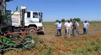 Ceyhan'da Makineyle Domates Hasadı