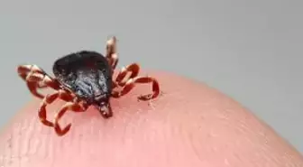 Çorum'da Kenenin Isırdığı Kadın Öldü